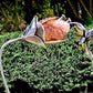 Humming Bird Sculpture