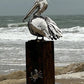 Pelican Sculpture